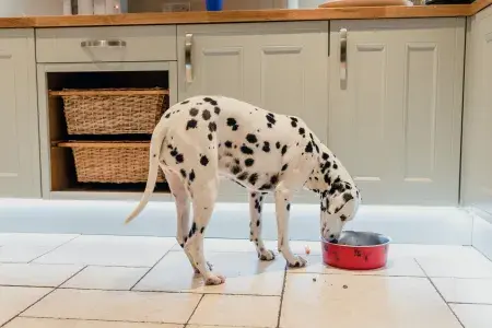 A Dalmatian dog eats from a food bowl in a domestic kitchen.