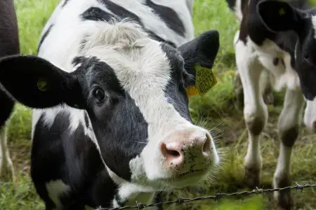A calf in a field looks up at the camera.
