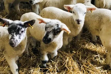 A group of lambs stand on straw in a pen, some with black and white faces and some with white faces