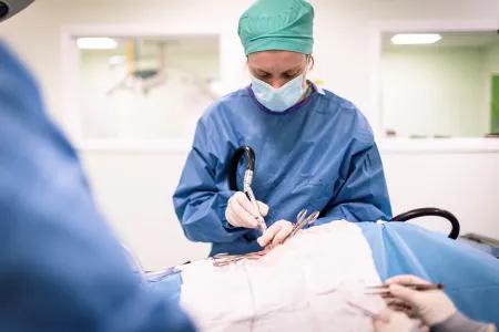 A veterinary surgeon in PPE carries out a procedure in a theatre.