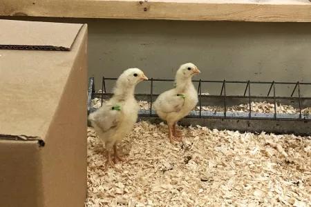 Two newly hatched chickens by a cardboard box in a pen
