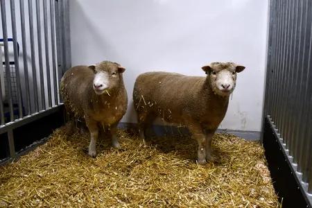 Two sheep standing on a hay floor in an enclosure in the Large Animal Research and Imaging Facility