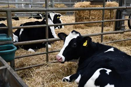 Several cows laying on a floor of hay in a barn.