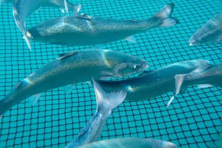 Salmon swim within a net in a farm