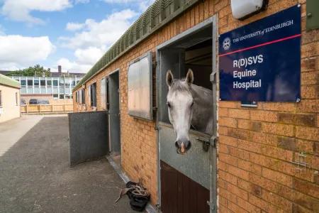Equine patient at the Dick Vet Equine hospital