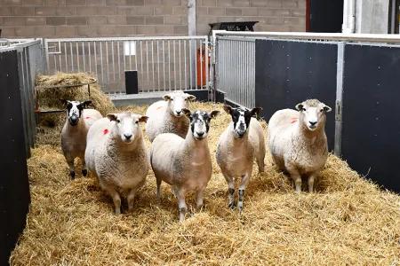 Six sheep in LARIF shed on straw bed