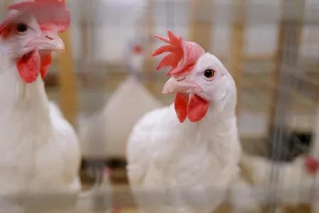 Two white laying hens