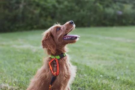 A brown dog seen in profile looks up at a person who is out of shot