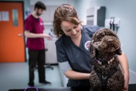 Hospital for Small Animals staff examines a brown poodle dog