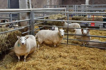 Several sheep standing on a floor of hay in a barn looking at the viewer.