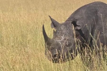An eastern black rhino walks through long yellow grass.