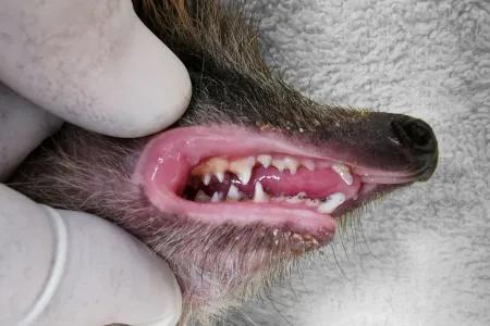 A vet wearing white gloves holds open a hedgehog's mouth to show its teeth