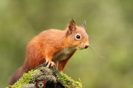 A red squirrel sits on a tree root in a woodland space.
