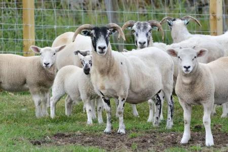 A flock of sheep stand in a green field, looking at the camera.