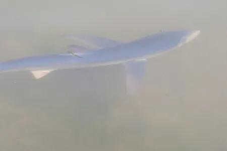 blue shark pictured close to shore