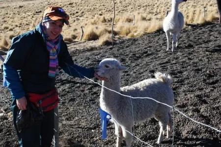 Dr Adriana Vallejo-Trujillo stands beside a baby alpaca in a paddock in Puno, Peru, in the southern Andes.