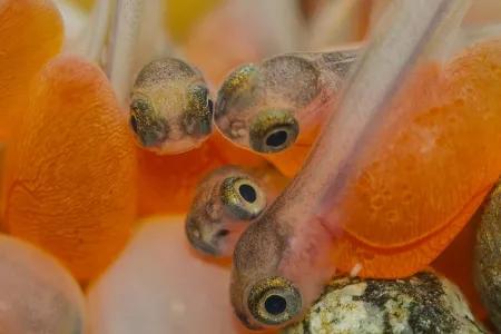 Coho salmon eggs hatching