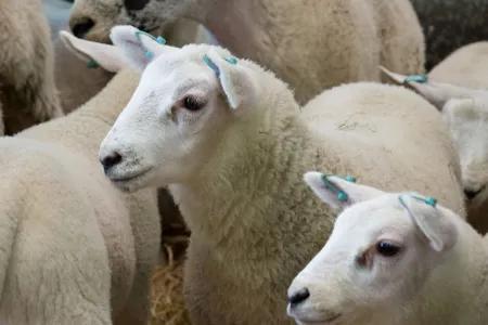 Profile view of sheep at Dryden Farm