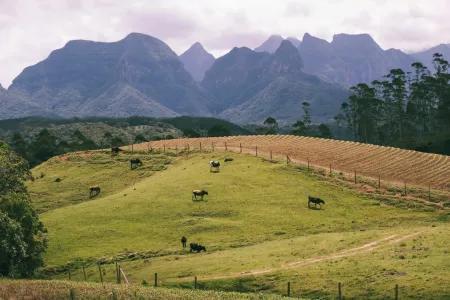 A panoramic view of a grassy field with cows grazing. In the background, there's a forest and large mountains.