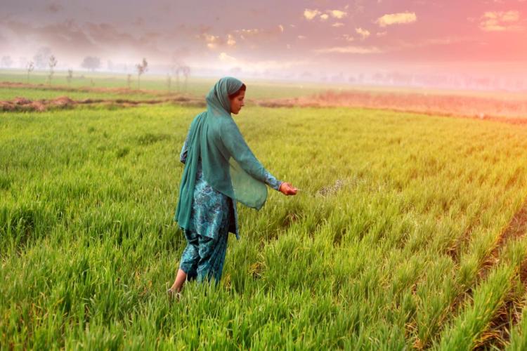 Women key to crop success in low-income countries