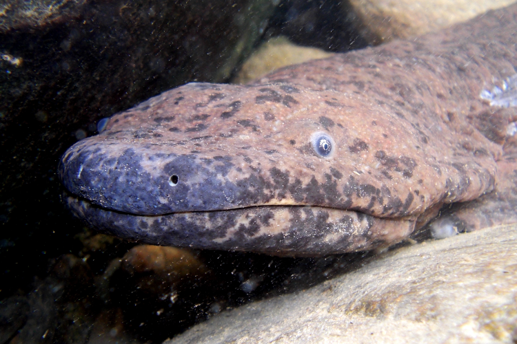 Wild Chinese Giant Salamander