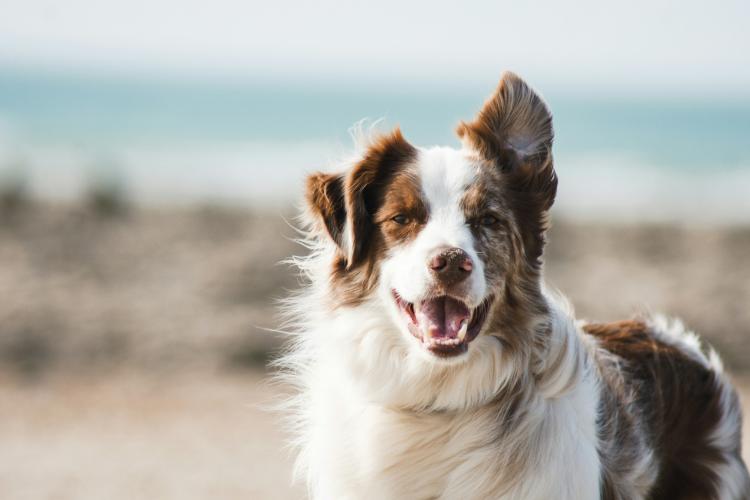 Happy dog on the beach