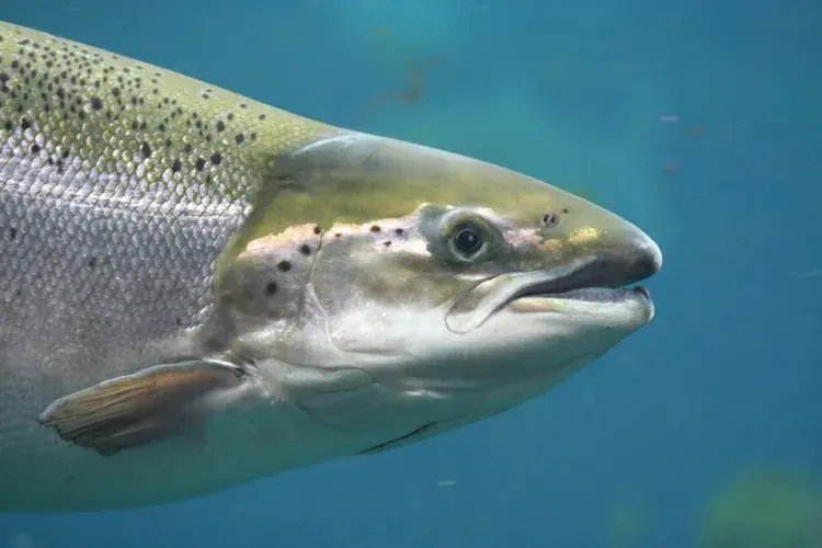 A close up of the head of an Atlantic salmon in clear blue water.