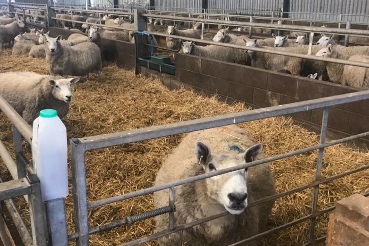 sheep in a pen