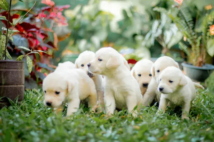 A litter of six yellow labrador puppies