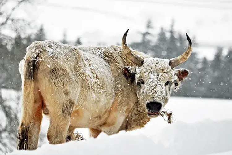 Chillingham wild cattle, pictured in the snow