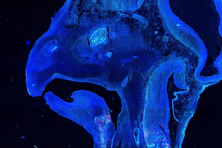Davey Lab image