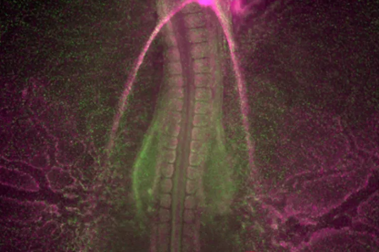 Davey Lab image