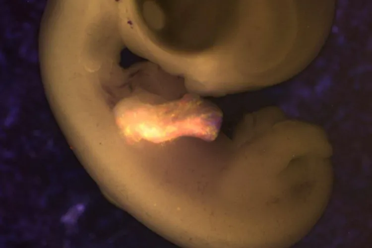 Davey Lab image