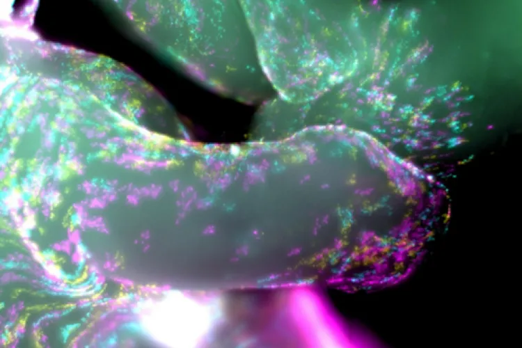 Davey Lab image