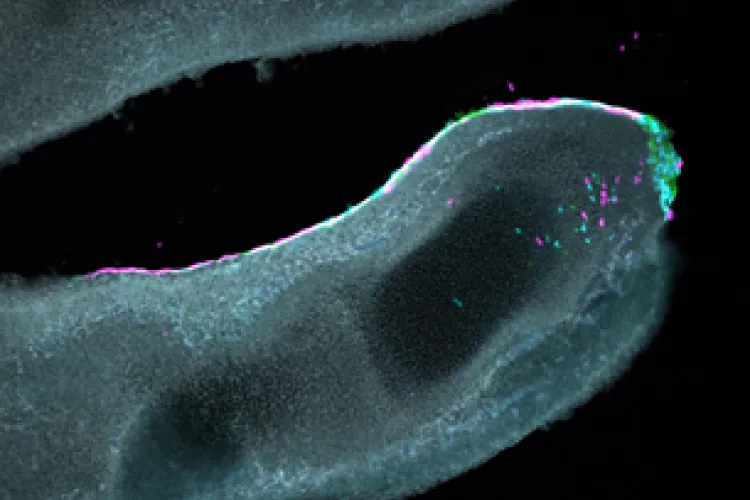 Davey Lab image