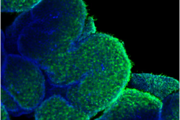 Davey Lab image