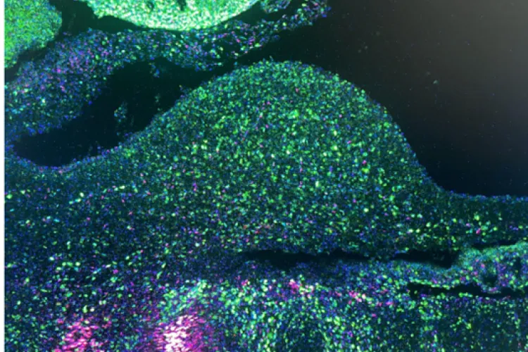 Davey Lab image