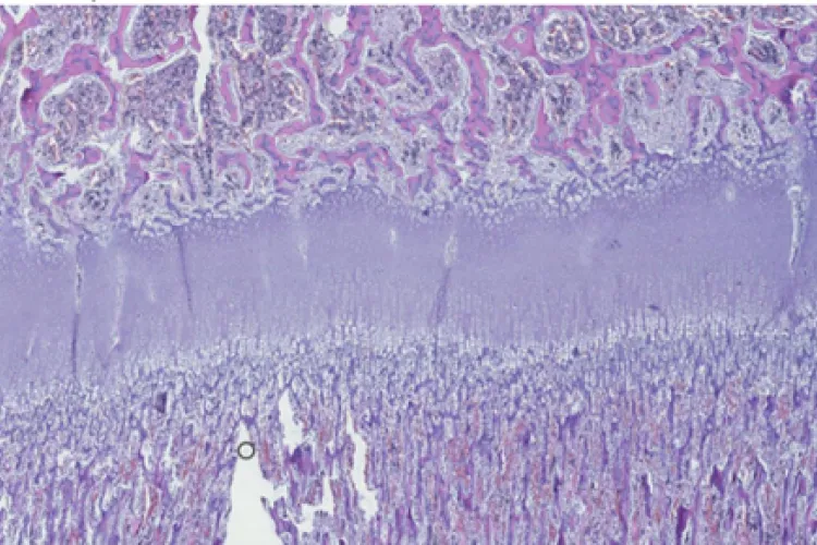 Davey Lab image