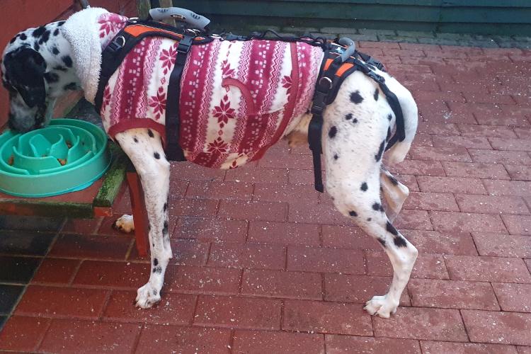 Diesel the dalmatian in recovery
