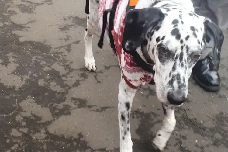 Diesel the dalmatian walking in recovery
