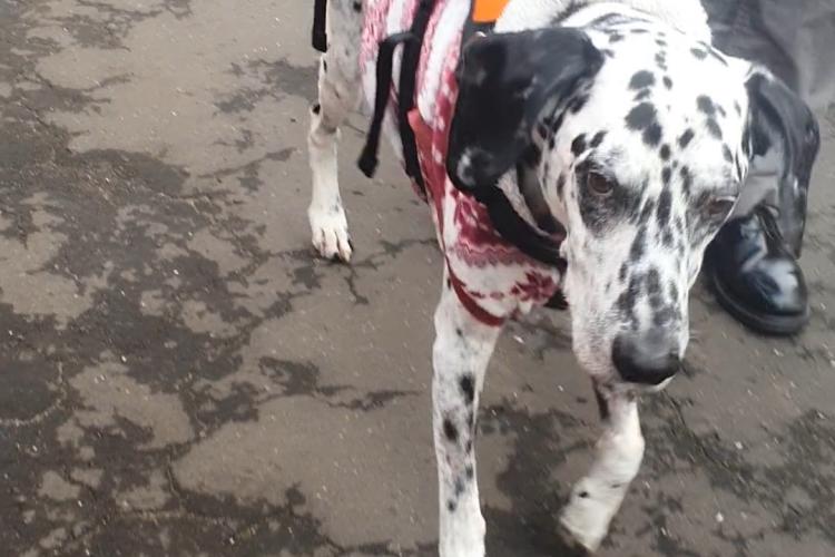 Diesel the dalmatian walking in recovery