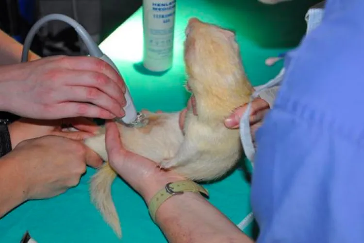 Exotics - Albino ferret