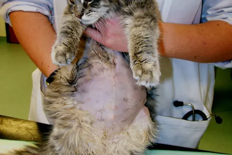 cats with FIP - fig1