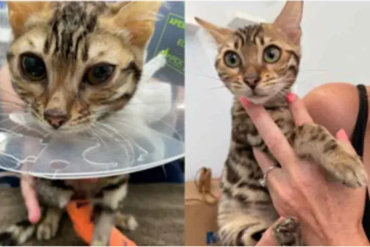 cats with FIP - fig3a