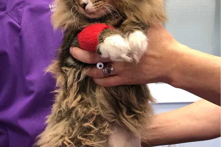 cats with FIP - fig4