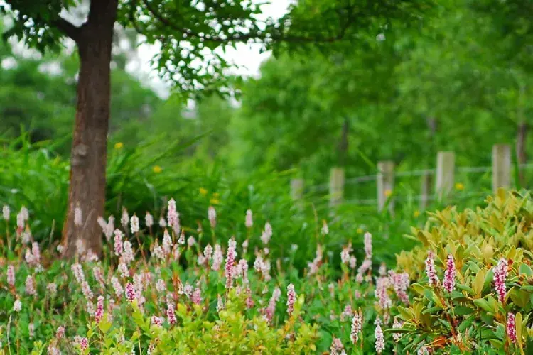 Garden facilties
