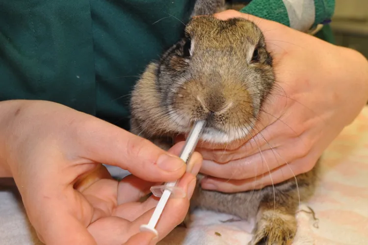 Rabbit receiving oral medication