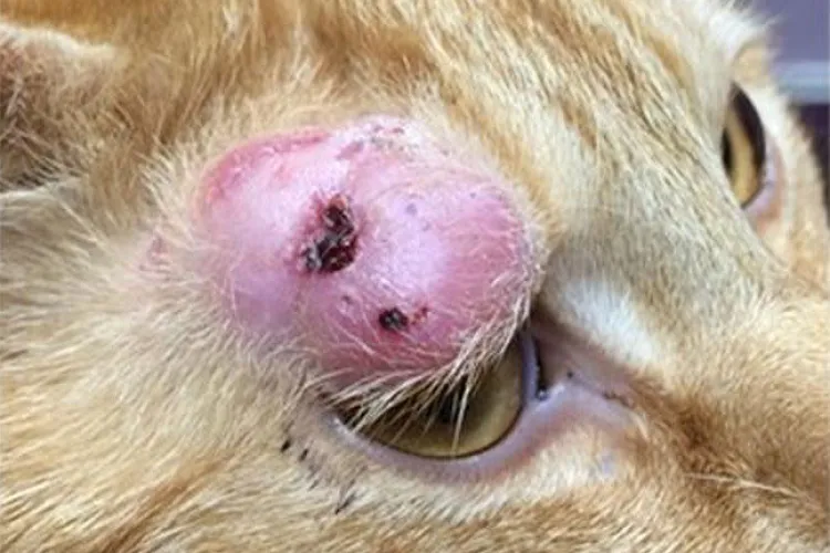 M. bovis granuloma in the third eyelid