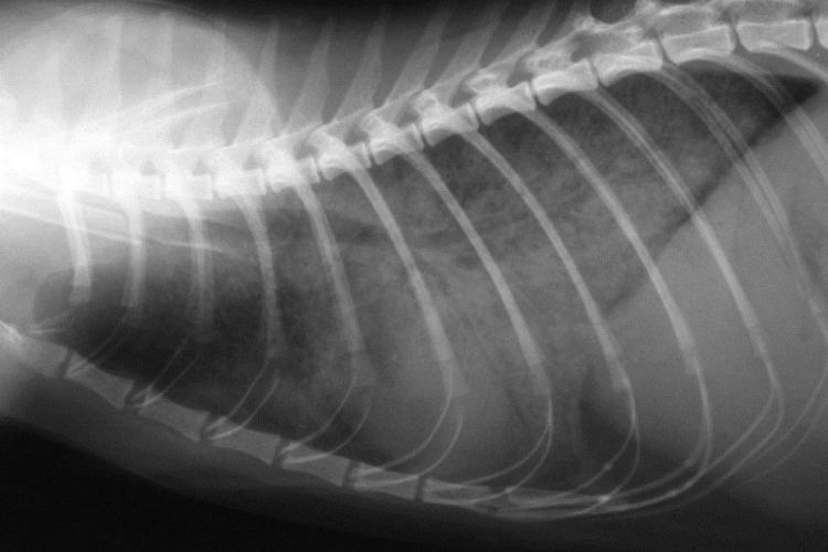 M. bovis tuberculosis in a 4-year old cat