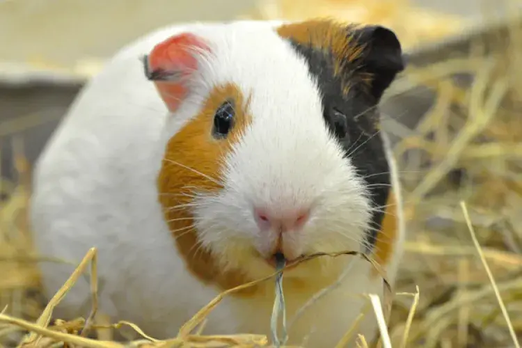 Gerbil hamster rodent 